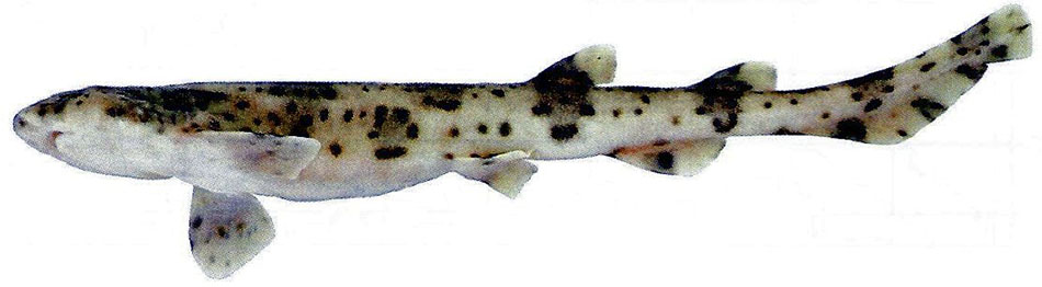 Scyliorhinus stellaris_08.jpg